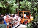Camuy Caves Trolley